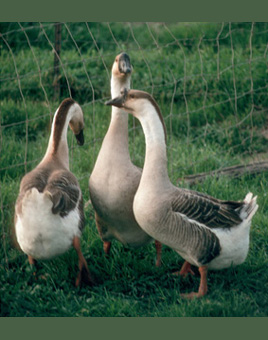 African Geese for Sale
