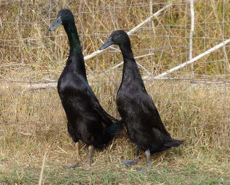 Black Runner Duckling Male