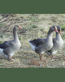 French Toulouse Geese for Sale