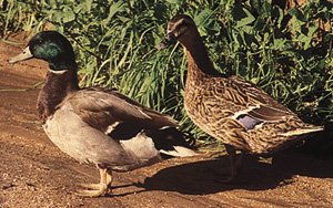 Mallard Duckling Unsexed