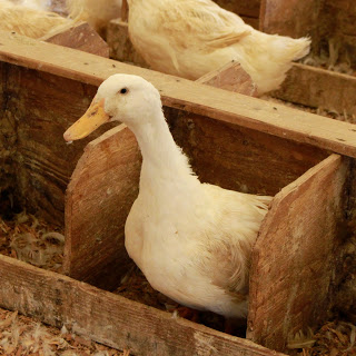 Why Has My Duck Stopped Laying Eggs? - Goose, Duck, Chicken, Game Bird
