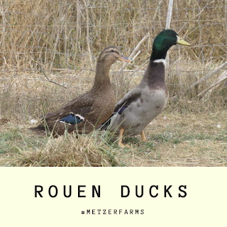 Rouen Duck