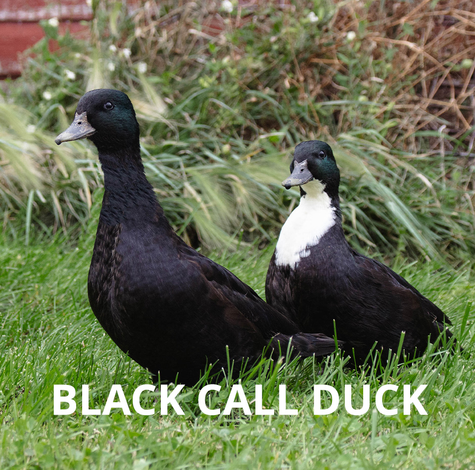 Black Call Duckling Unsexed