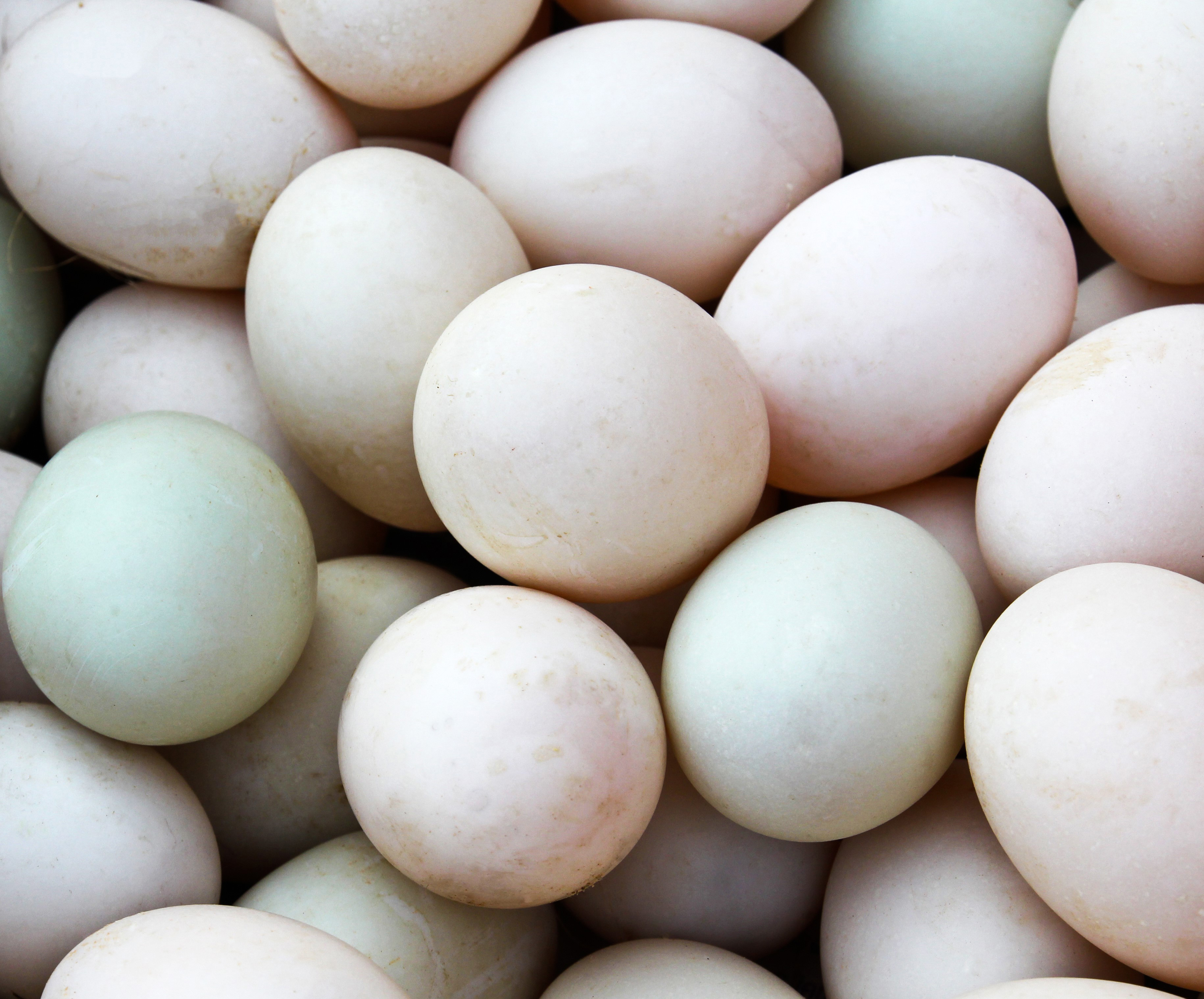 Black Swedish Eggs