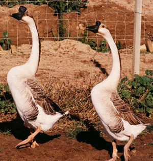 african goose vs chinese goose