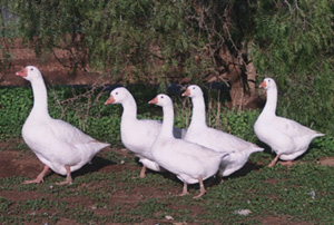 View Embden Geese Background