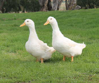 Pekin Duckling Male
