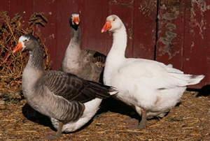 Pilgrim Goose Male