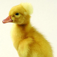 crested duckling